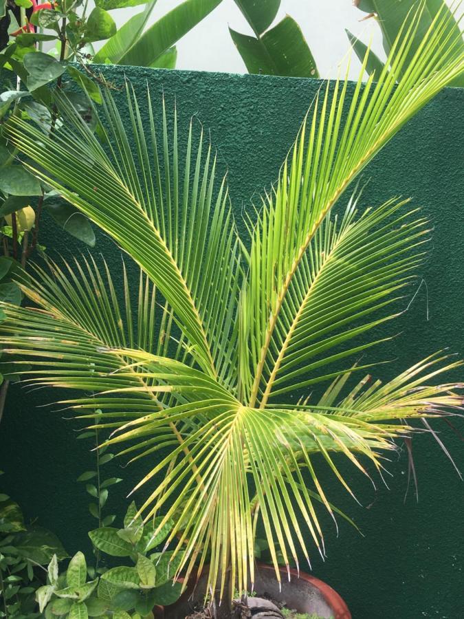 Kubu Green นูซาดูอา ภายนอก รูปภาพ