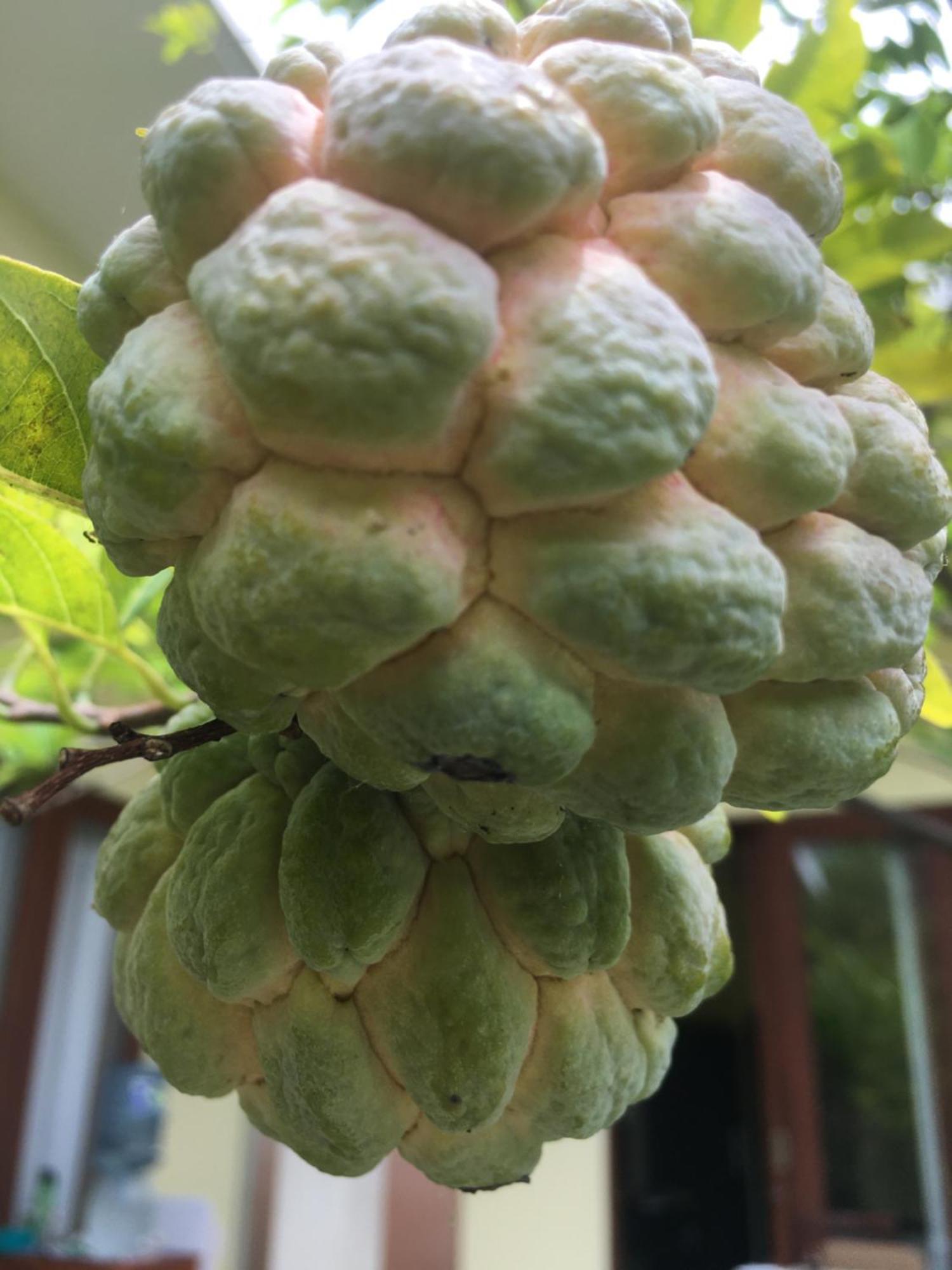 Kubu Green นูซาดูอา ภายนอก รูปภาพ